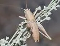 Western Shieldback - photo 3