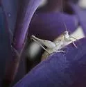 Yellow Shieldback - photo 2