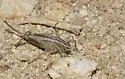 Yellow Shieldback - photo 3