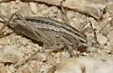 Yellow Shieldback - photo 4