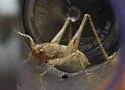 Yellow Shieldback - photo 5