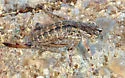 Lesser Shieldback - Ateloplus minor