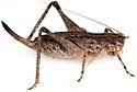 Lesser Shieldback - photo 3