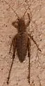 Lesser Shieldback - photo 5