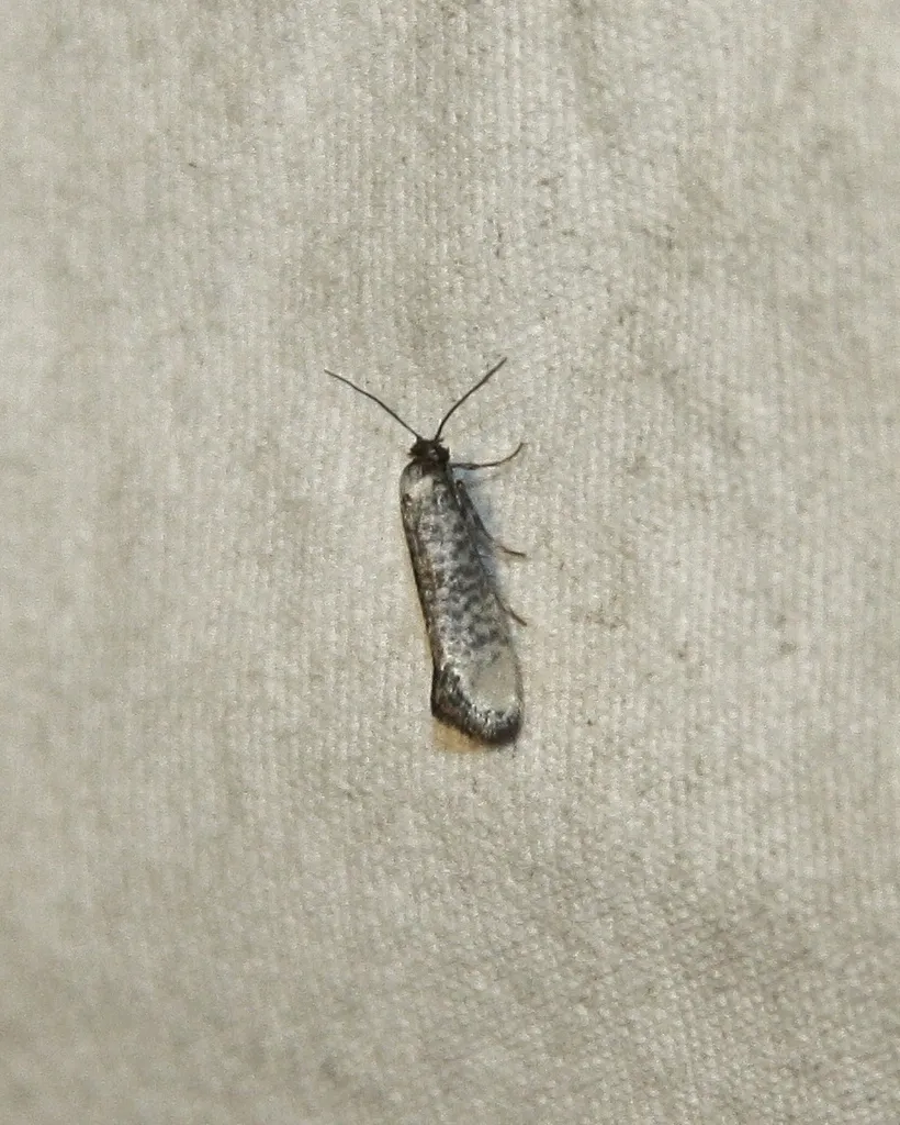 Atemelia aetherias - Hodges#2411