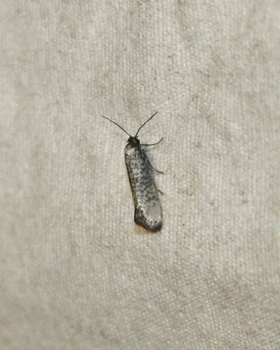 Atemelia aetherias - Hodges#2411 - photo 2