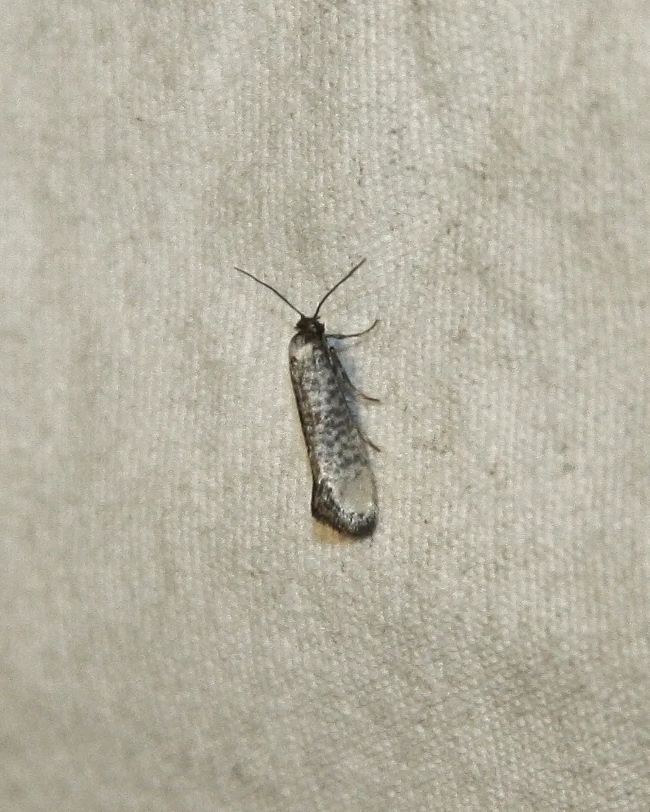 Atemelia aetherias - Hodges#2411 - photo 3