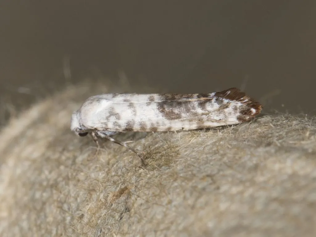 Atemelia casimiroae - Hodges#2411.1