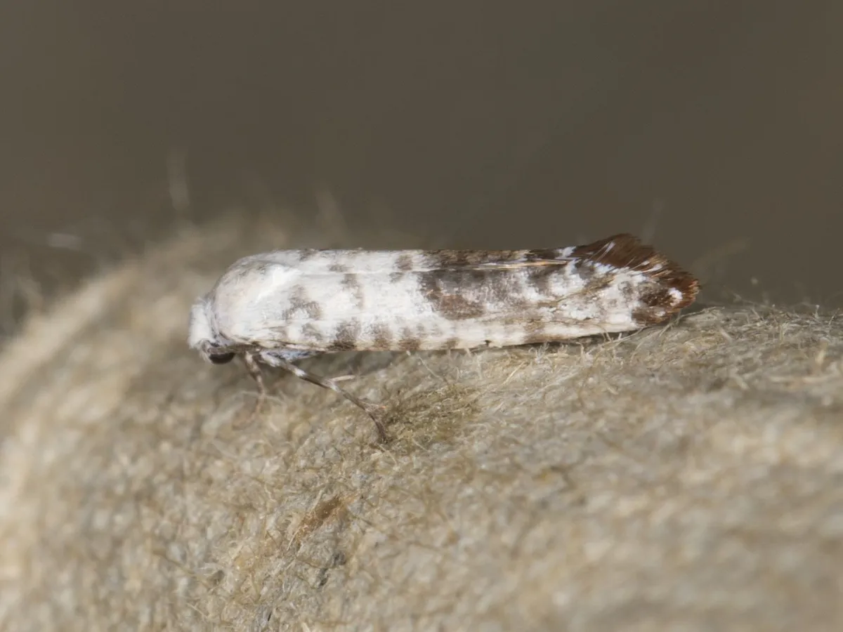 Atemelia casimiroae - Hodges#2411.1 - photo 2