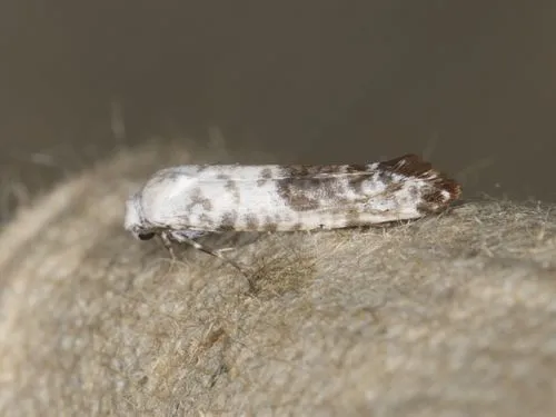 Atemelia casimiroae - Hodges#2411.1 - photo 3