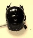 Ateuchus histeroides
