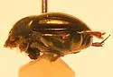 Ateuchus histeroides - photo 2