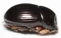 Ateuchus histeroides - photo 3