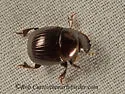 Ateuchus histeroides - photo 4