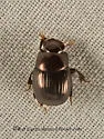 Ateuchus histeroides - photo 5