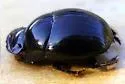 Ateuchus lecontei