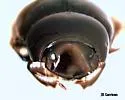 Ateuchus lecontei - photo 4