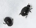 Ateuchus lecontei - photo 5