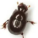 Ateuchus texanus - photo 2