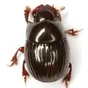 Ateuchus texanus - photo 3