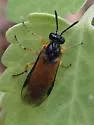 Athalia cornubiae - photo 2