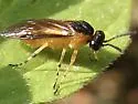 Athalia cornubiae - photo 3