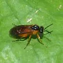 Athalia cornubiae - photo 4