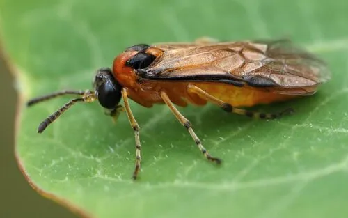 Turnip Sawfly