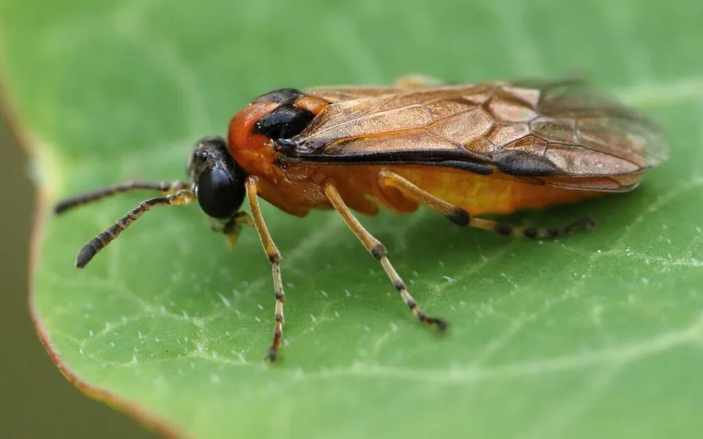 Turnip Sawfly - photo 2