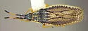 Atheas insignis