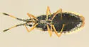 Atheas mimeticus
