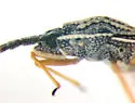 Atheas mimeticus - photo 4