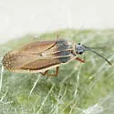 Atheas nigricornis