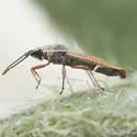 Atheas nigricornis - photo 2