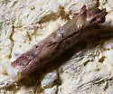 Atheloca subrufella - Hodges#5734