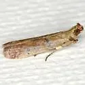 Atheloca subrufella - Hodges#5734 - photo 2