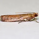 Atheloca subrufella - Hodges#5734 - photo 4