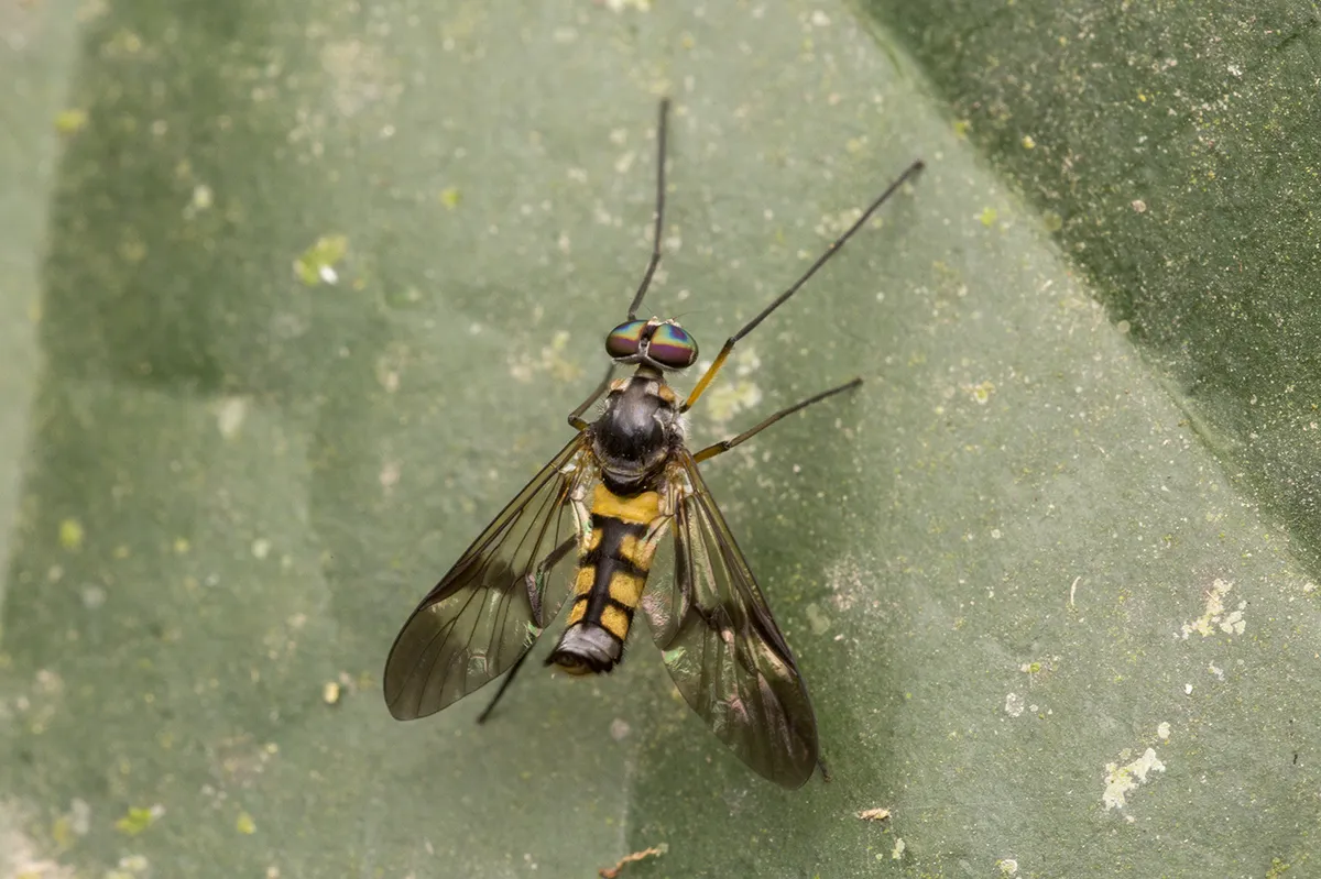 Watersnipe Flies - photo 2
