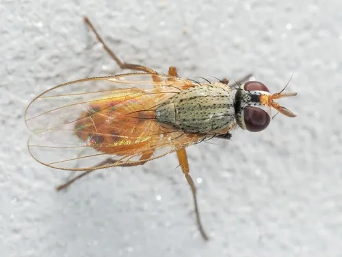 Bermudagrass Stem Maggot