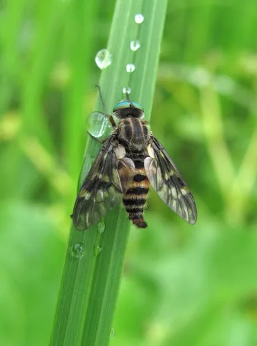 Yellow-legged Water-snipefly