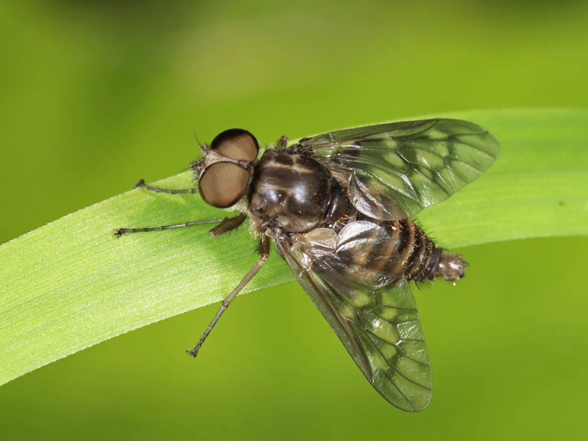 Atherix lantha