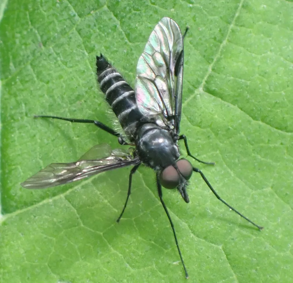 Atherix marginata - photo 2