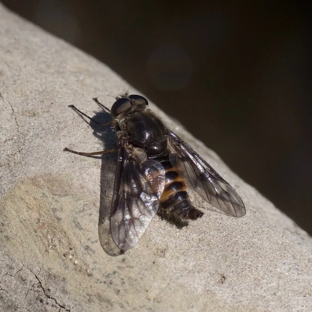 Atherix variegata