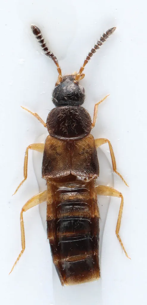 Atheta annexa - photo 2