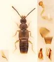Atheta capsularis
