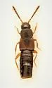 Atheta chartersensis