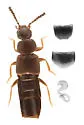 Atheta hampshirensis