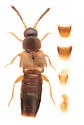 Atheta klagesi