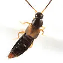 Atheta modesta - Atheta modesta