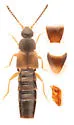 Atheta modesta - photo 5